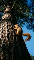 Curious squirrel climbing up tall pine tree trunk with textured bark against bright blue sky background in natural forest environment.