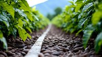 Coffee plantation rows with fresh green leaves and rich soil, shallow depth of field perspective along cultivation line. Agricultural background for coffee industry.