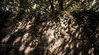 Ivy vines climbing a sunlit stone wall with dappled light and shadows filtering through dense tree canopy above in warm tones.