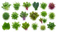 Fresh assorted leafy greens and microgreens collection isolated on white background, including lettuce, spinach, kale, arugula and herbs for culinary use.