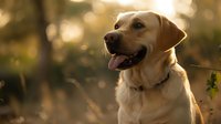 Happy Labrador Retriever dog with tongue out against golden bokeh background in natural sunlight, showing friendly expression and wearing collar during sunset.