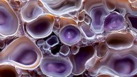 Abstract purple and brown organic cellular structure with translucent bubbles and flowing forms for modern design backgrounds and scientific concepts.