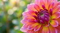 Vibrant pink and yellow dahlia flower in full bloom with layered petals against soft green bokeh background for garden and floral design projects.