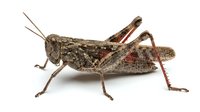 Grasshopper with brown and tan mottled coloring isolated on white background, suitable for educational materials, nature guides, entomology resources, and design projects.