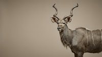 Male kudu antelope with spiral horns standing against neutral background for wildlife photography and nature documentation.
