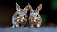 Two young cottontail rabbits sitting close together, looking directly at camera with alert expressions and perked ears against dark background with soft bokeh effect.