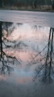 Serene water surface reflecting bare trees and sky at dusk, creating a tranquil natural landscape for meditation and nature-themed designs.