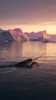 Narwhal swimming in arctic waters at golden hour with icebergs and mountains in background, wildlife and nature scene for travel and environmental projects.