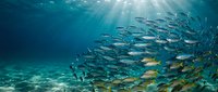 Large school of tropical fish swimming in formation underwater with sunlight rays penetrating blue ocean water creating dramatic marine ecosystem scene.