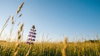 Wildflower blooming among golden grain stalks under clear blue sky, suitable for nature, agriculture, and seasonal backgrounds.