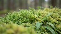 Lush green moss covering forest floor with blurred trees in background, suitable for nature, woodland, and environmental design projects.