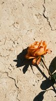 Orange rose flower blooming against weathered stone wall texture with natural shadows creating artistic contrast for romantic garden design concepts.