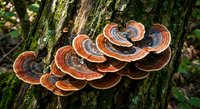 Bracket fungi growing on moss-covered tree trunk in forest ecosystem. Natural woodland decomposition process with colorful shelf mushrooms on bark.