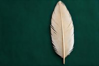 Single white feather on dark green background, soft and delicate texture with detailed barbs and rachis, minimalist composition for nature and spiritual concepts.