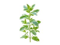 Mint plant stem with fresh green leaves isolated on white background, suitable for culinary, herbal, botanical, and wellness design projects.