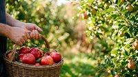 Farmer hand picking fresh red apples from tree into wicker basket during harvest season in orchard garden for agriculture and farming.