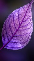 Vibrant purple leaf with intricate vein patterns and delicate cellular structure captured in macro photography against dark background. Suitable for nature designs.