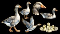 Illustrated gray geese set with goslings, isolated on transparent background. Includes standing, flying, swimming poses and chicks. Great for clipart, stickers, t-shirt design, print on demand.