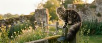 Tabby cat sitting on wooden fence in garden ruins during golden hour sunset with ancient stone walls and wildflowers creating peaceful countryside atmosphere.