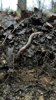 Earthworm crawling through rich dark soil among fallen autumn leaves and organic matter in natural forest floor environment for gardening and composting concepts.