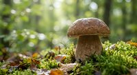 Fresh porcini mushroom growing in natural forest environment with moss and fallen leaves, perfect for culinary and nature photography projects.