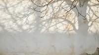 Natural tree branch shadows cast on textured concrete wall creating organic patterns for architectural and design backgrounds.