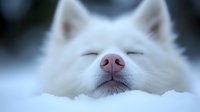 Close-up of white Samoyed dog nose and face resting in snow, showing peaceful expression with eyes closed, capturing serene winter moment.