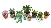 Collection of small potted succulents and cacti in terracotta pots arranged in row on white background, indoor gardening plants for home decor and office spaces.