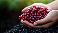 Fresh red cranberries held in cupped hands above dark coffee beans, showcasing organic harvest and natural food ingredients for healthy cooking and nutrition.