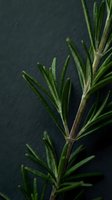Fresh rosemary herb sprigs with narrow green leaves and woody stems against dark background, suitable for culinary, wellness, and botanical content.