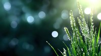 Fresh green grass blades with delicate white flowers against dark bokeh background with sunlight spots, creating dreamy natural atmosphere for spring designs.