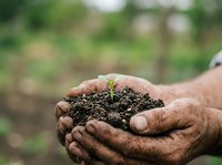 Farmer holding soil with young seedling in hands, representing growth, sustainability, and agricultural care for planting and gardening projects.