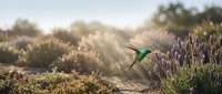 Green hummingbird hovering near purple lavender flowers in golden sunlight with soft bokeh background creating peaceful garden scene for nature photography.