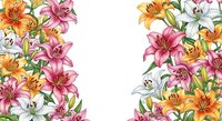 Colorful lily flowers border frame on white background, featuring pink, orange, and white blooms with green leaves for greeting cards.