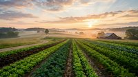 Sunrise over organic vegetable farm with neat crop rows stretching toward misty hills and barn, showcasing sustainable agriculture and rural farming landscape.