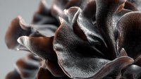 Macro shot of dark brown mushroom with wavy, textured surface showing delicate folds and curves against neutral background. Perfect for food photography.