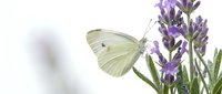 Pale butterfly perched on purple lavender flowers against white background, isolated for design use on merchandise and promotional materials.