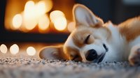 Sleeping Corgi puppy on carpet with warm bokeh lights in background, cozy home atmosphere creates peaceful and relaxing mood for pet lifestyle content.
