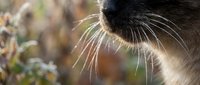 Close-up of cat whiskers with blurred natural background, showing detailed facial features and fur texture for pet and animal photography projects.