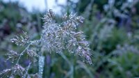 Delicate grass seed heads covered in morning dew drops creating sparkling water droplets on wild meadow plants in soft natural light for botanical photography.