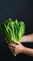 Fresh romaine lettuce bunch held in male hands against dark background, showcasing vibrant green leafy vegetables for healthy eating, cooking, salad preparation, and organic produce marketing.