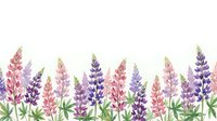 Watercolor lupine flowers in pink and purple hues with green leaves on white background. Floral border design for spring decorations and botanical artwork.