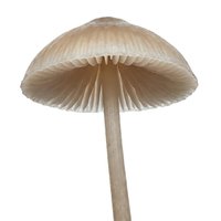 Pale mushroom with delicate umbrella-shaped cap and thin stem isolated on white background, suitable for botanical illustrations, educational materials, and design projects.