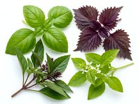 Fresh basil herbs collection with green and purple varieties isolated on white background for culinary cooking and organic gardening projects.