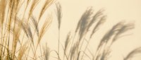 Golden pampas grass plumes swaying in warm sunlight creating soft shadows and peaceful natural atmosphere for wellness and relaxation designs.
