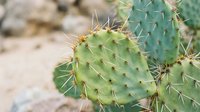 Prickly pear cactus with green paddles and sharp spines growing in desert sandy soil, suitable for botanical and nature backgrounds.
