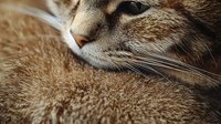 Close-up macro shot of brown cat's face showing detailed fur texture, whiskers, and nose in warm tones against blurred background, creating intimate pet portrait.