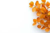 Orange autumn leaves branch on white background, natural seasonal foliage pattern with copy space for text, isolated botanical design element.