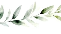 Watercolor olive branch with delicate green leaves on white background, perfect for wedding invitations and botanical designs.