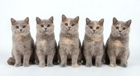 Five adorable gray British Shorthair kittens sitting in row on white background, fluffy domestic cats with round faces for pet adoption campaigns.